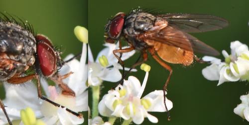 Réf. 346 616 : Phaonia rufiventris